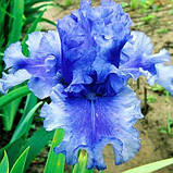 Ірис Skywalker (кореневища), фото 2