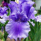 Ірис Skywalker (кореневища), фото 3