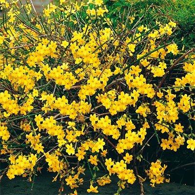 Жасмин Nudiflorum (саджанці), фото 1