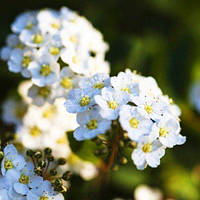 Спірея Halward's Silver (саджанці)