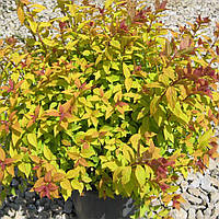 Спірея Firelight (саджанці)