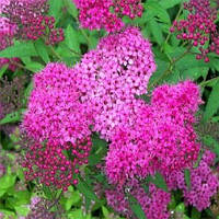 Спірея Neon Flash (саджанці)