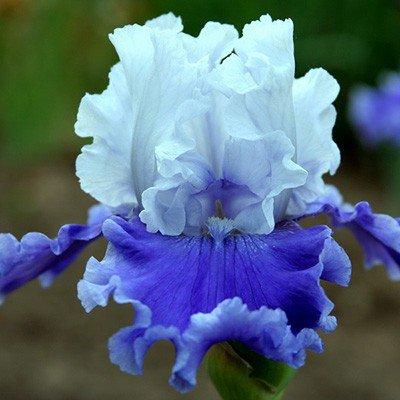 Ірис Sierra Grande (кореневища), фото 1