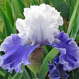 Ірис Sierra Grande (кореневища), фото 2