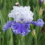Ірис Sierra Grande (кореневища), фото 3