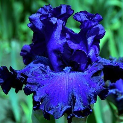 Ірис Mountain Majesty (кореневища), фото 1