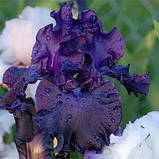 Ірис Mountain Majesty (кореневища), фото 2