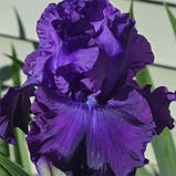 Ірис Mountain Majesty (кореневища), фото 3