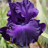Ірис Mountain Majesty (кореневища), фото 4