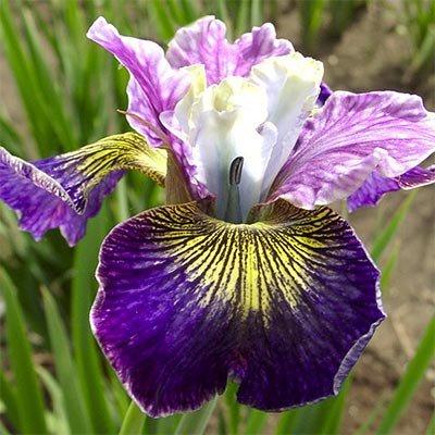 Ірис Siberica Charming Billy (кореневища), фото 1