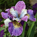 Ірис Siberica Charming Billy (кореневища), фото 2
