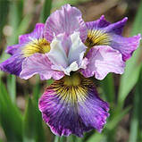 Ірис Siberica Charming Billy (кореневища), фото 4