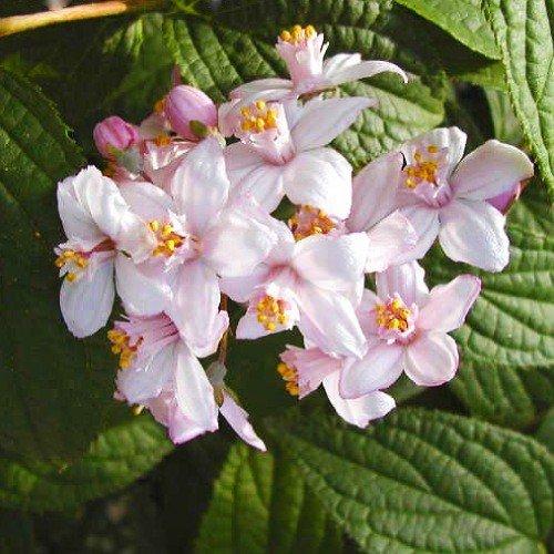 Дейція Kalmiiflora (саджанці)