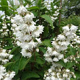 Дейція Magnifica (саджанці), фото 2