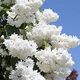 Дейція Magnifica (саджанці), фото 3