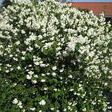 Дейція Magnifica (саджанці), фото 4