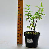 Дейція Magnifica (саджанці), фото 5