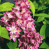 Дейція Tourbillon Rouge (саджанці), фото 2