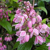 Дейція Tourbillon Rouge (саджанці), фото 3