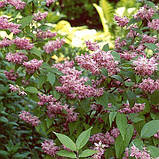 Дейція Tourbillon Rouge (саджанці), фото 4