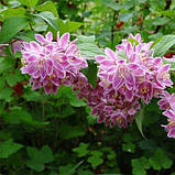 Дейція Tourbillon Rouge (саджанці), фото 5