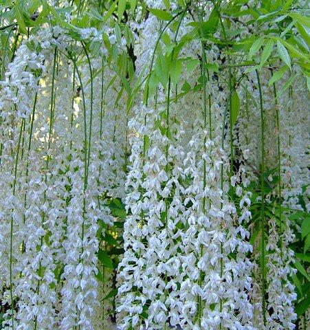 Вистерия (гліцинія) рясно Alba (саджанці)