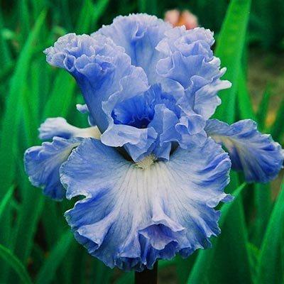 Ірис Double Bubble (кореневища), фото 1