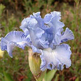 Ірис Double Bubble (кореневища), фото 2