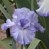 Ірис Double Bubble (кореневища), фото 3