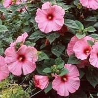 Гібіскус Mouschetous Pink (сажінки) садовий