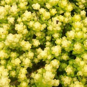 Седум Yellow Queen (садженці)