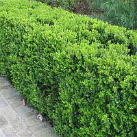 Самшит 10 шт. набір вічнозелений