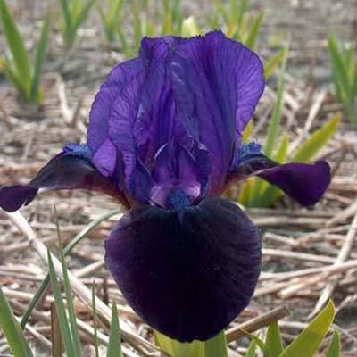 Ірис Pumila Little Shadow (кореневища)