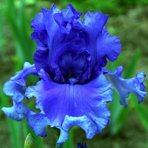 Ірис Honky Tonk Blues (кореневища), фото 1