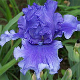 Ірис Honky Tonk Blues (кореневища), фото 2