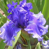 Ірис Honky Tonk Blues (кореневища), фото 3