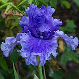 Ірис Honky Tonk Blues (кореневища), фото 4