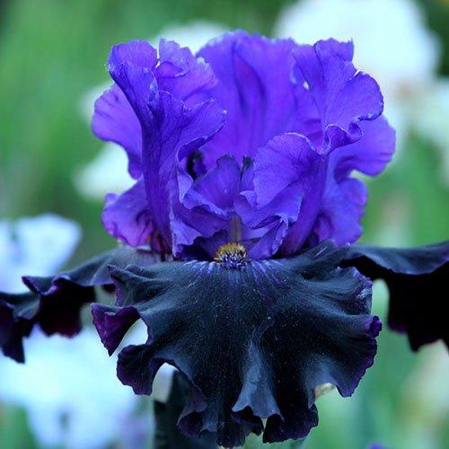 Ірис Грозова Ніч (кореневища), фото 1