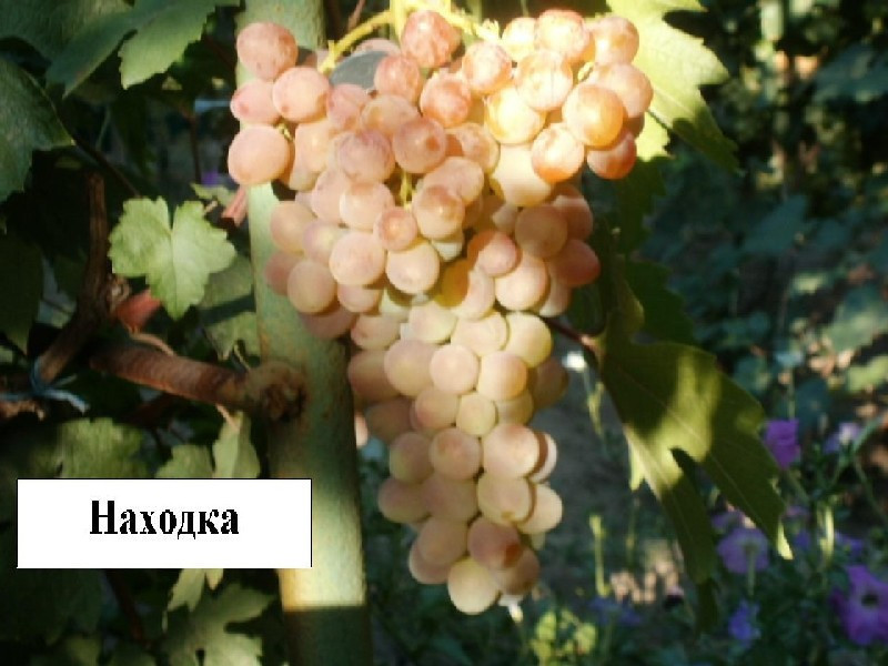 Саджанці винограду Знахідка