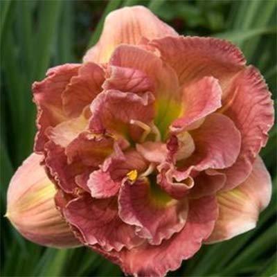 Лілейник Double Pink Peony (саджанці)