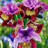 Ірис Siberica Miss Apple (кореневища), фото 2