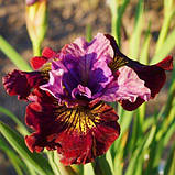 Ірис Siberica Miss Apple (кореневища), фото 3