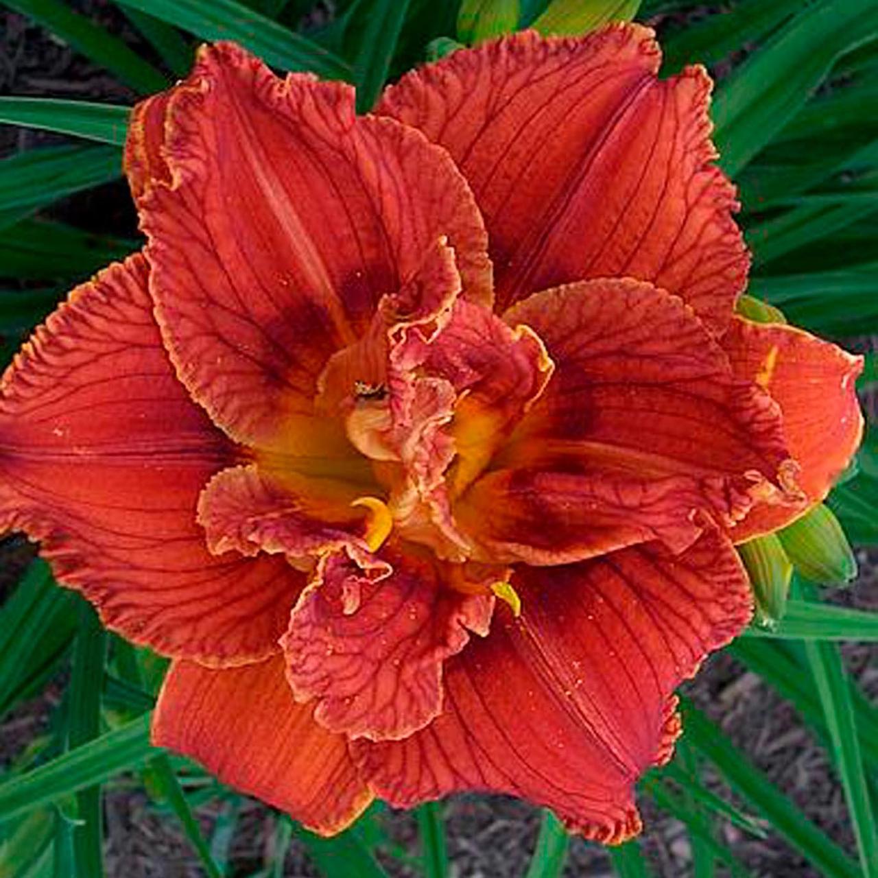 Лілейник Paprika Flame (саджанці), фото 1