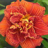 Лілейник Paprika Flame (саджанці), фото 2