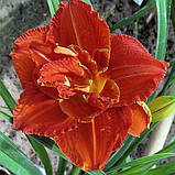 Лілейник Paprika Flame (саджанці), фото 3