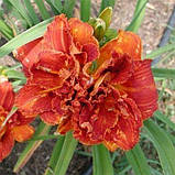 Лілейник Paprika Flame (саджанці), фото 4