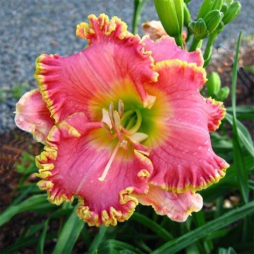 Лійник Diva's Choise (саджанці), фото 1