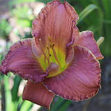 Лійник Diva's Choise (саджанці), фото 2