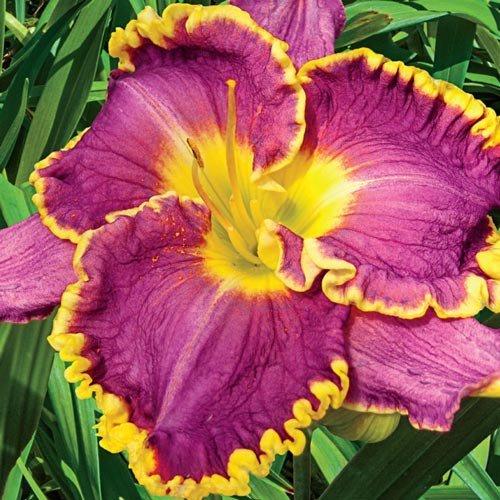 Лілейник Daria (саджанці), фото 1