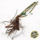 Троянда Thomas А' Becket (саджанці), фото 4